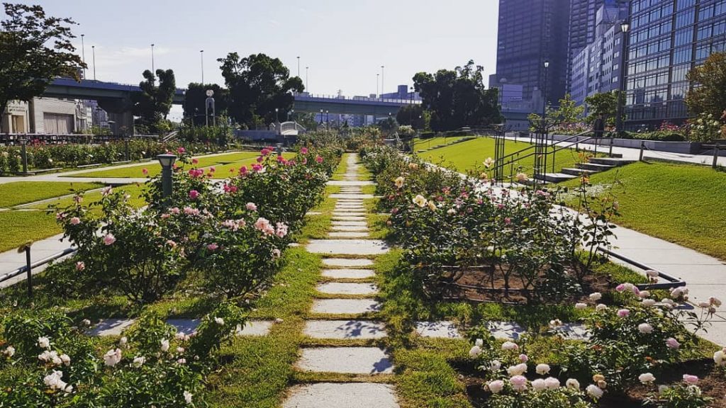 Roses while waiting for museums to open. . #NakanoshimaPark #Nakanoshima #Osaka #Kansai #Japan #travel&hellip;