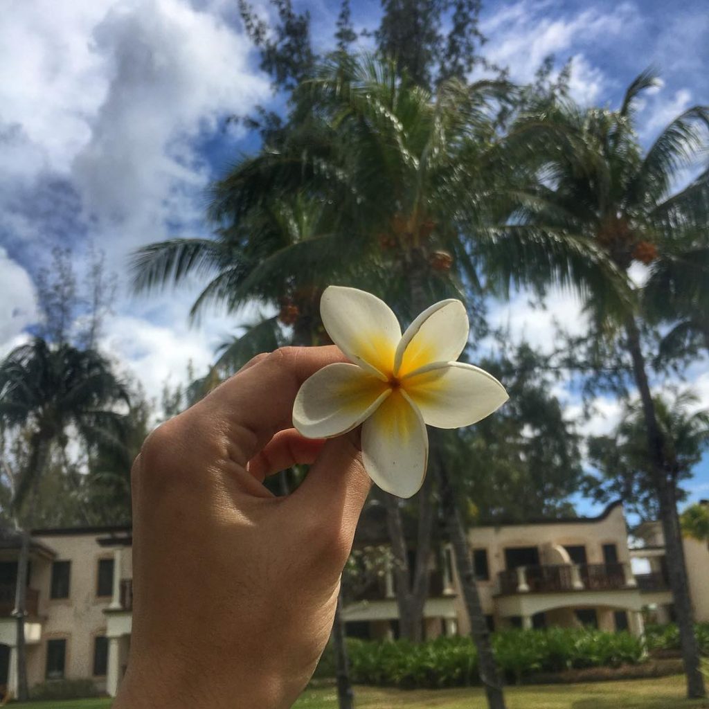 J’aurais tellement aimé pouvoir ramener ces fleurs de frangipanier avec • • • •&hellip;