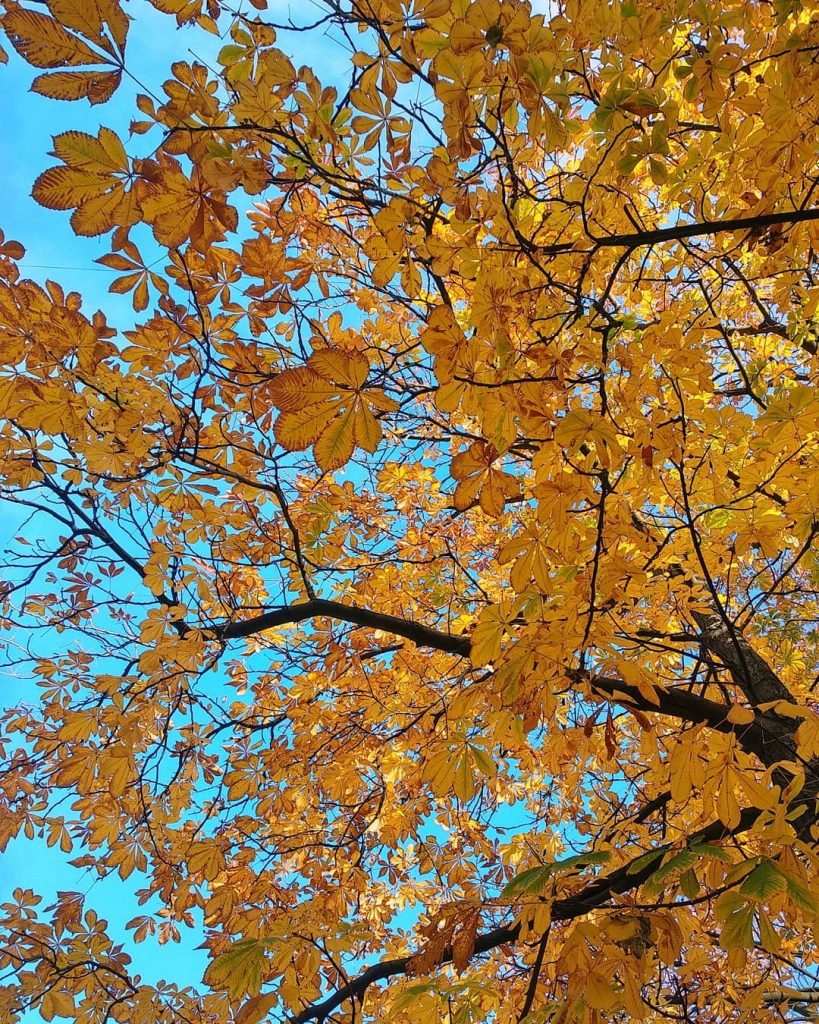 Уже зима, а у меня осенние фотки не выложены . . . #naturephotography #nature&hellip;