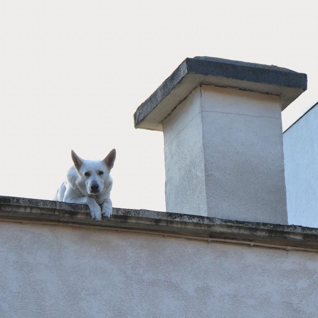 Our walking tour guide in Brussels pointed out this dog, he often spots it&hellip;