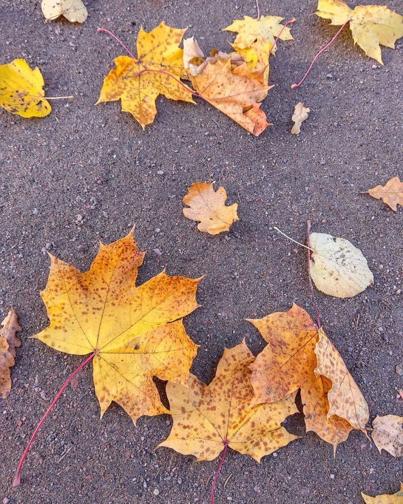 Унылая пора! очей очарованье! Приятна мне твоя прощальная краса — Люблю я пышное природы&hellip;