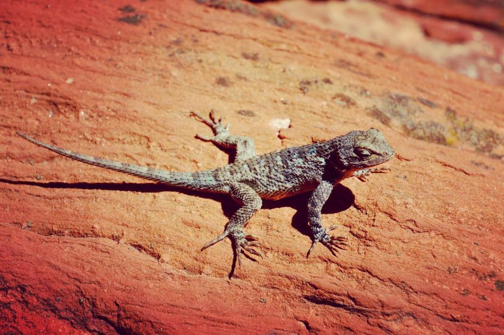 Meeting the local residents. #sedona #arizona #lizard #lizardsofinstagram #travel #travelphotography #instatravel #tourism #travel gram&hellip;