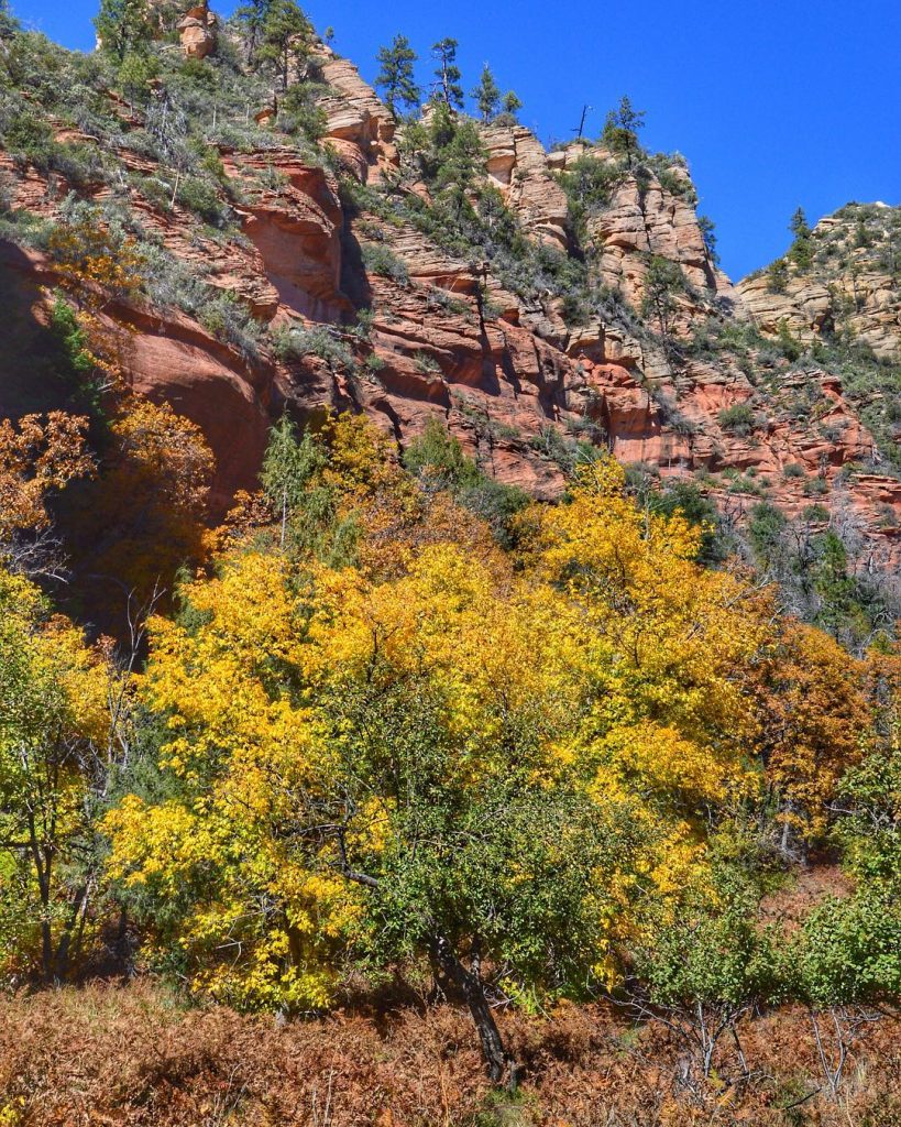 After crossing the bridge, the #westforktrail crosses a meadow that was full of #fallcolors&hellip;