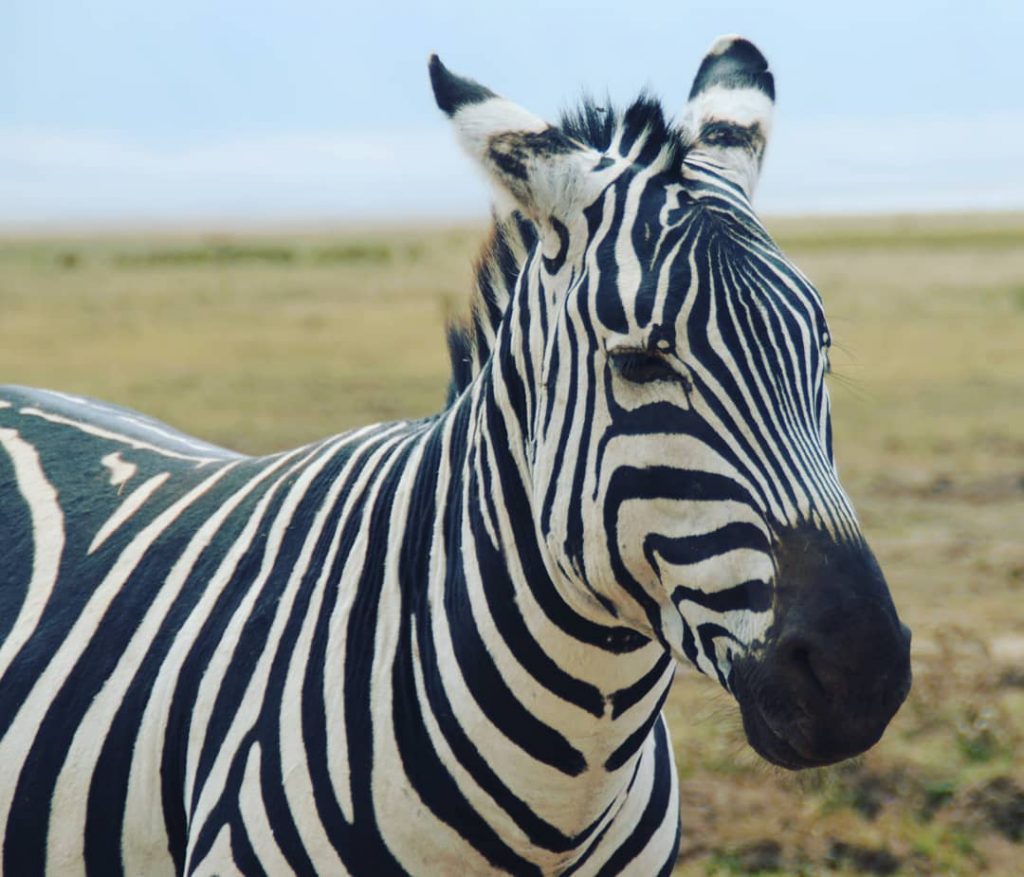Close-up shot .. in Ngorongoro Such a cool . Contact us for Wildlife Safaris&hellip;