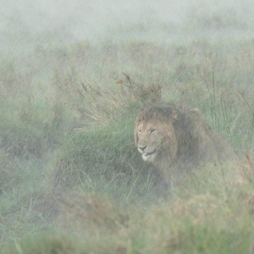 Rainy Season starting ……. Bless the rains down in Africa #masaimara #teamcanon #wildlife #wildlifeseekers&hellip;