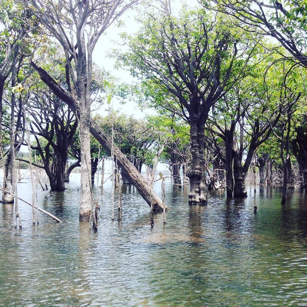 #Aningal. My super #Amazon #Forest!