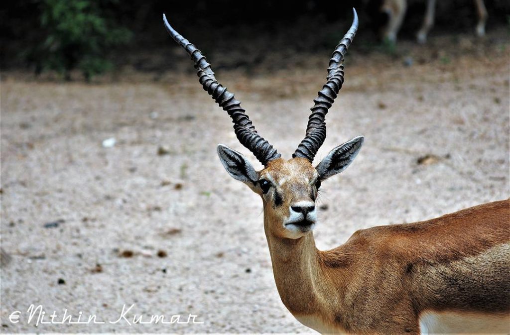 Indian Gazelle #nature_seekers #travelgram #naturelovers #natureshooters #nature_up_close #nature_hub #naturephotography #naturein_focus #natgeotravel #natgeoyourshot #thephotosociety #reimaginednature…