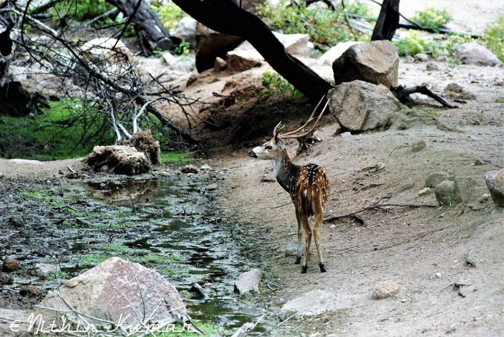 Indian Spotted deer #nature_seekers #travelgram #naturelovers #natureshooters #nature_up_close #nature_hub #naturephotography #naturein_focus #natgeotravel #natgeoyourshot #thephotosociety…