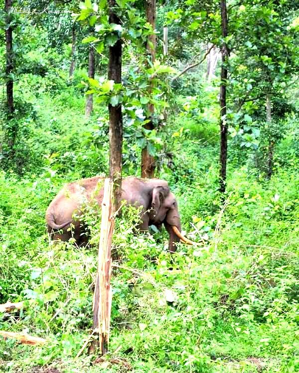 Lone tusker #naturein_focus #wayanattukar #nature_seekers #travelgram #naturelovers #natureshooters #nature_up_close #nature_hub #naturephotography #naturein_focus #natgeotravel #natgeoyourshot…