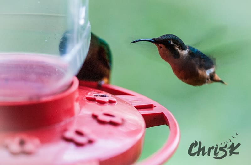 More hummingbirds!! This tiny little friend is a Gorgeted Woodstar and is only just…