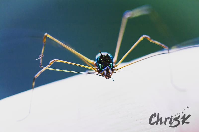 Check out this awesome irridescent daddy-long-legs we saw in Ecuador! Doesn’t it look just&hellip;