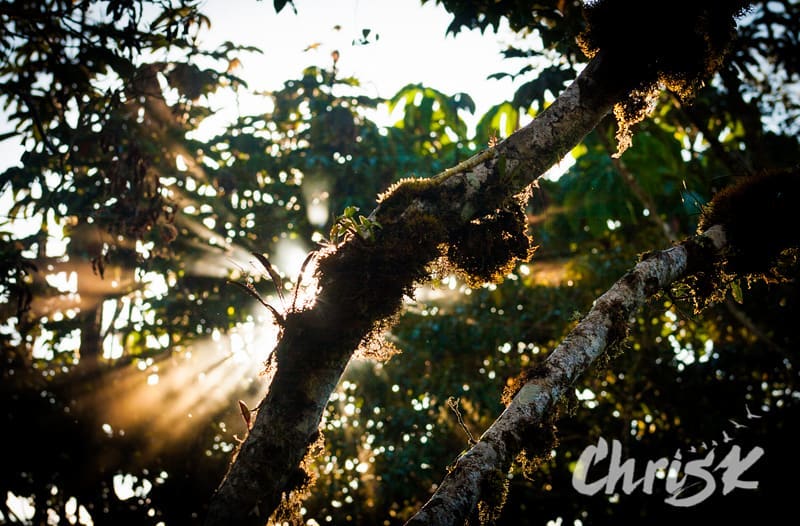 Love this photo of a sunburst through the thick arboreal bryosphere of the cloud…