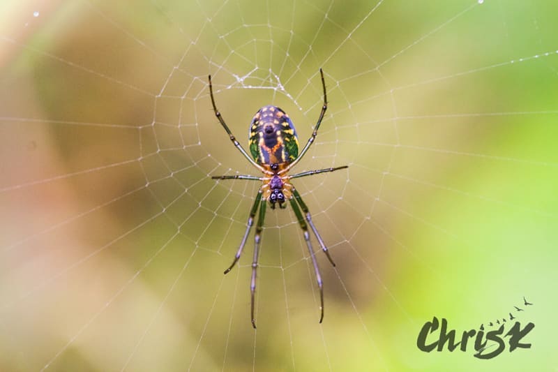 Little colourful spider chillin on it’s web to finish of the trio! When I&hellip;