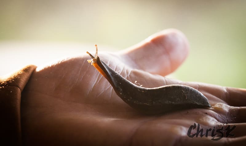 Check out the size of this giant slug we found one morning outside our&hellip;
