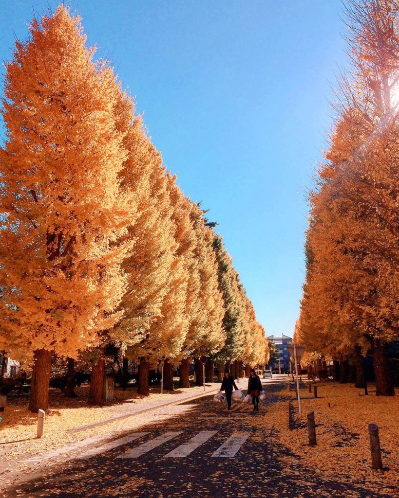 . . . #explore #japan #tokyo #university #discoverjapan #visitjapanjp #retrip_nippon #rurubuandmore #iphonephotography #tokyocameraclub&hellip;