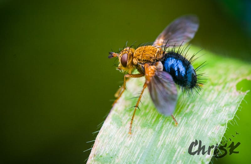 Have you ever seen a fly with a spiky butt before??!! They’re called Tachinid…