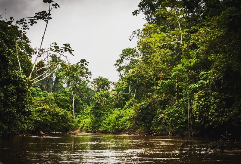 Just a little piece of jungle for your Saturday evening. * * * #wonderlust&hellip;