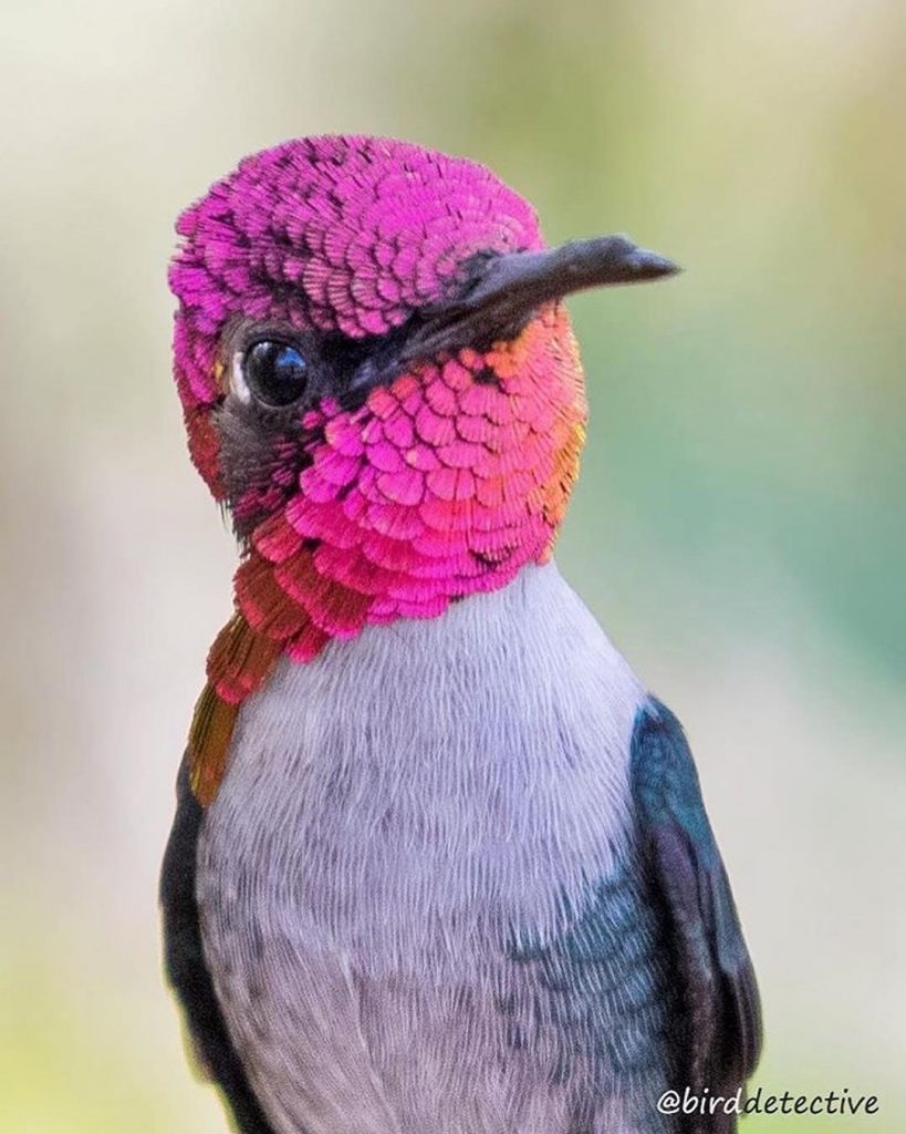 Our friend, keen birder @birddetective is so happy to tell us this weekend on&hellip;