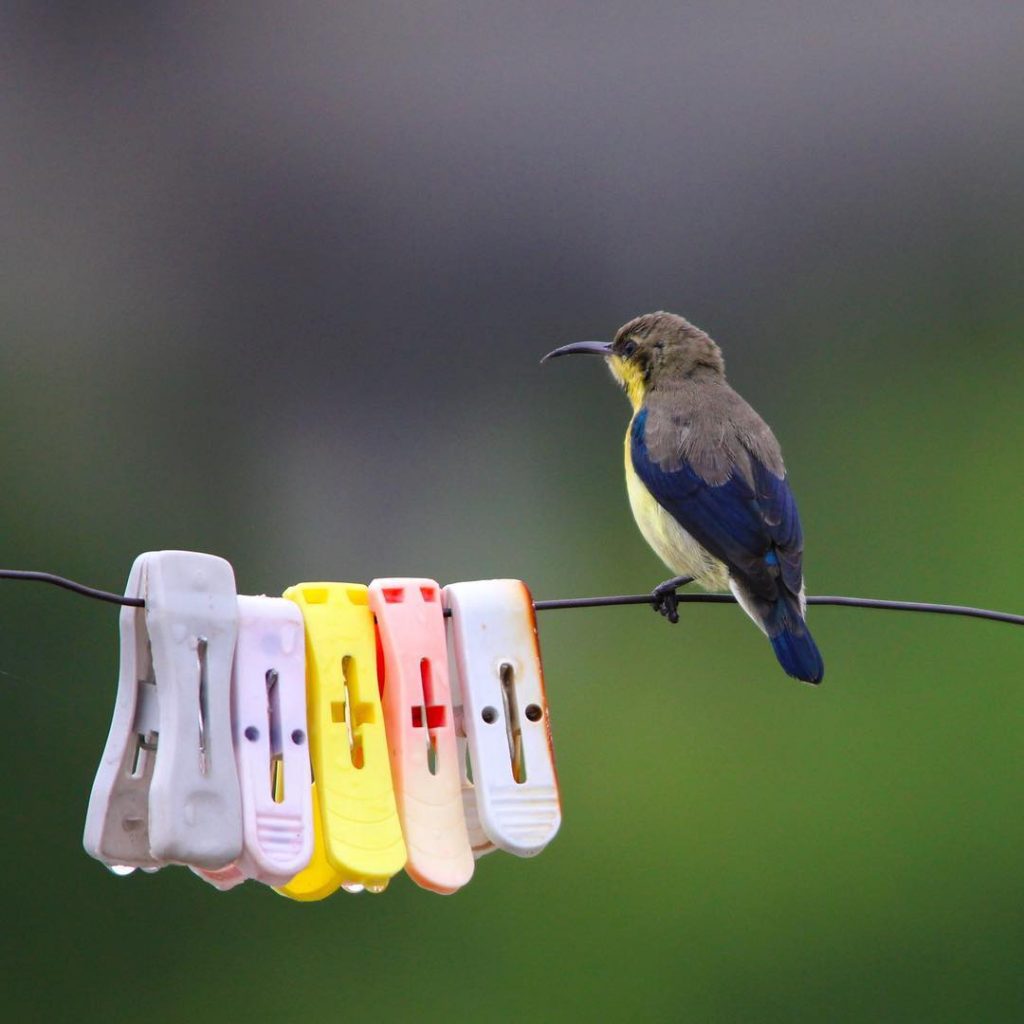 The Urban #Safarnama @naturein_focus @nuts_about_wildlife @ @natgeoimagecollection @natgeo @natgeowild @discoverychannel #animal_sultan #your_best_birdshot #your_best_shots #bird_brilliance&hellip;
