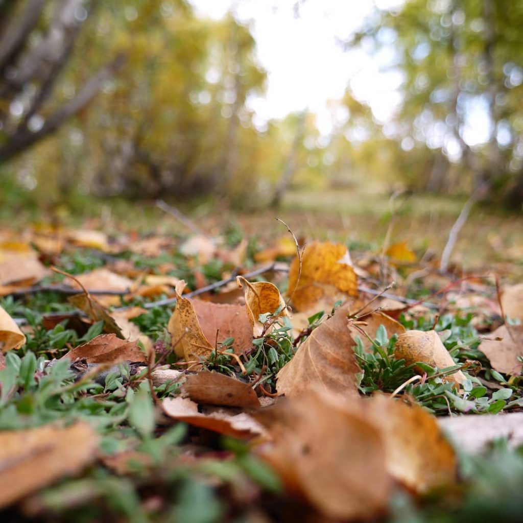 Just Autumn and @zstravelgeorgia #travelblogger #travel #transfer #tour #trip #wine #bnesimppl