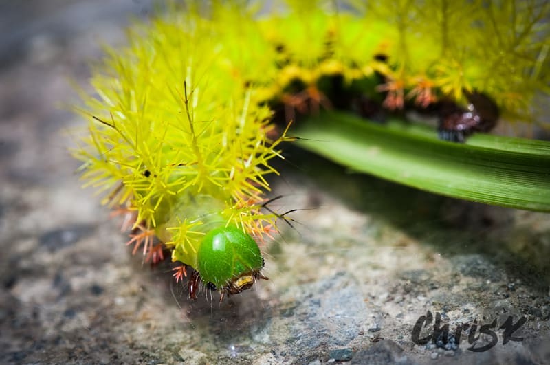 Check out this cool spiny caterpillar I saw in Ecuador! We have plenty of…