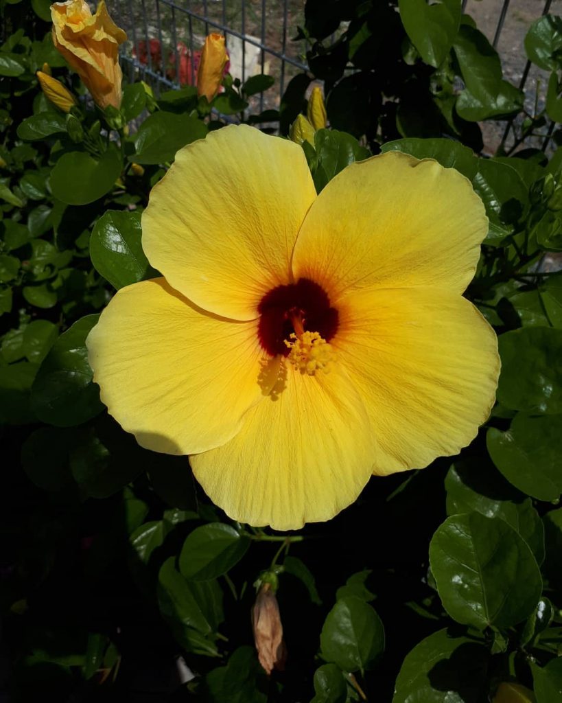 #khmer #flowers #nice #photography #bnesimppl #cambodia #plants #happy #color #cute #nicepic #new #tree #yellow&hellip;