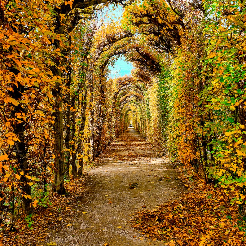 Autumn hues everywhere in the palace garden . . . . . #austria #bnesimppl&hellip;