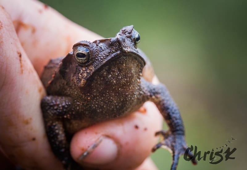 Studying for midterms has got me feeling like this grumpy toad from why are&hellip;