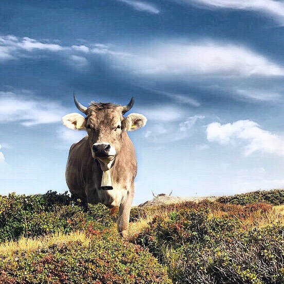 Switzerland is an amazing country and I love it’s nature and everything. ???????? But&hellip;