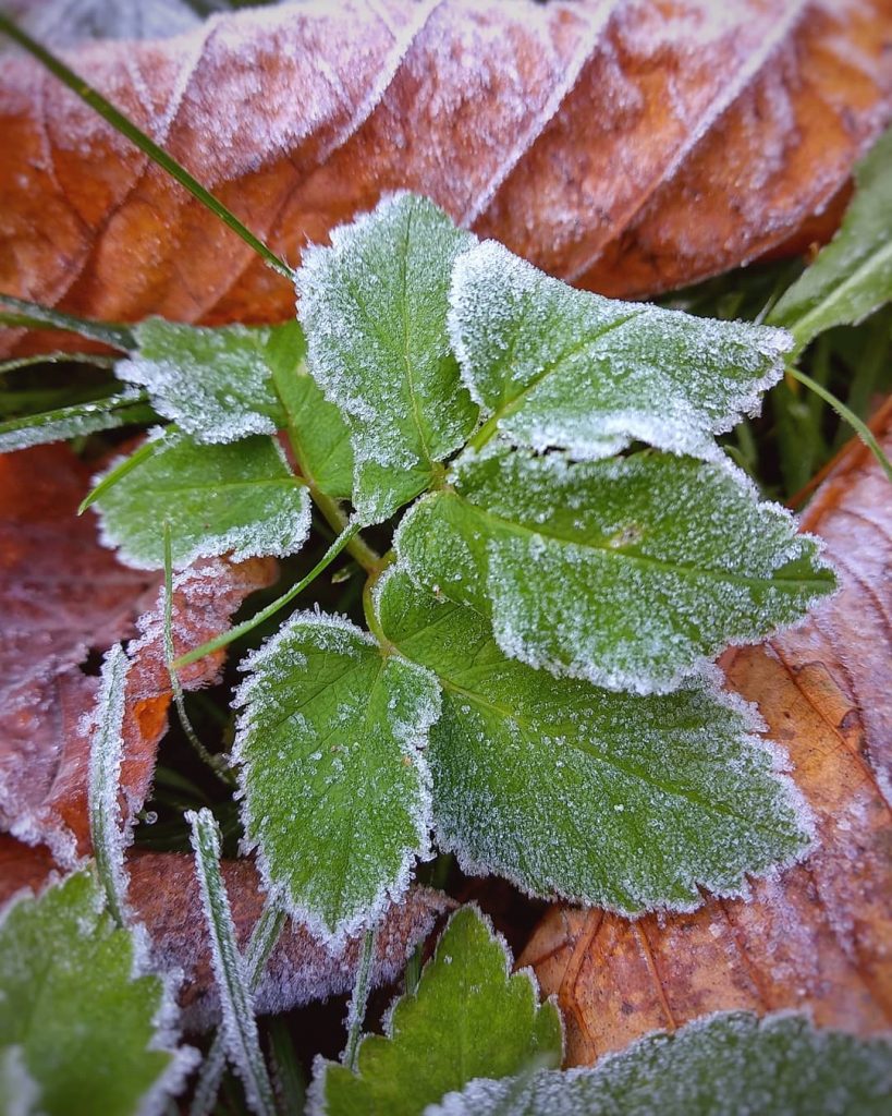 Frozen ️️️ . #naturephotography #nature #nature_shooters #naturelover #nature_perfection #naturepics #greengrammers #natureaddict #moody_nature #beautyofnature #beautiful&hellip;