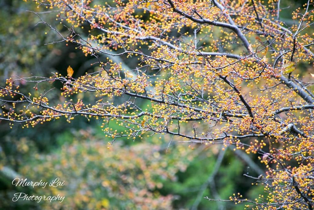 Another lovely Autumn I experienced in Nikko