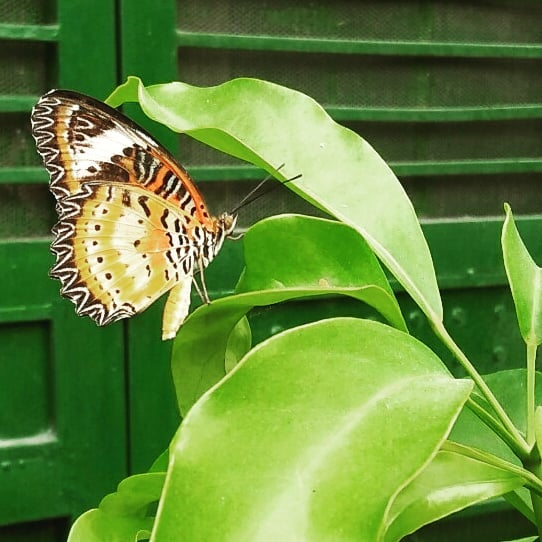 #Butterfly #flowers #travelwriter #travel #instatravel #travelgram #tourism #instago #travelblogger #wanderlust #ilovetravel #writetotravel #instatravelling #travelblogger&hellip;