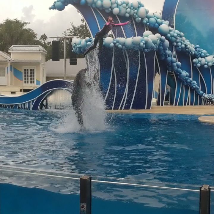 We LOVE @aquaticaorlando ! We were amazed by how all of the trainers interact&hellip;