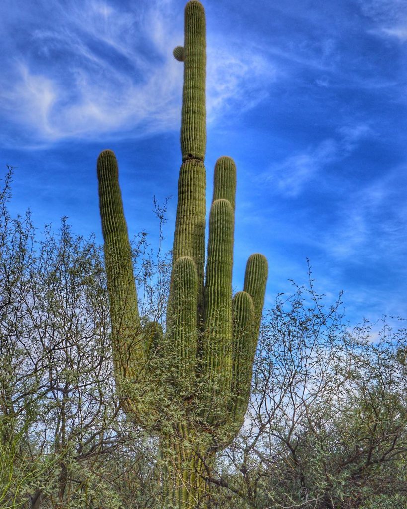 As a Midwesterner, I find wild cacti fascinating. This saguaro is over 15 feet…
