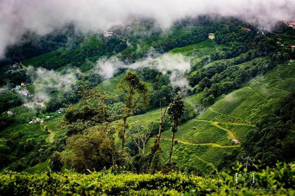 | | Tea Garden Under The Cloud | | Nikon D5200, 50mm – #outdoorphotography&hellip;