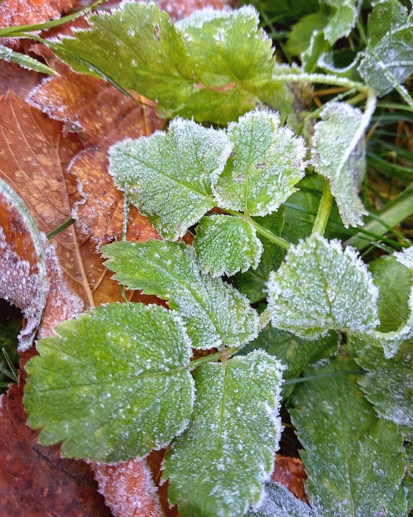 Frozen ️️️ . . . . . . . . #naturephotography #nature #nature_shooters #naturelover&hellip;