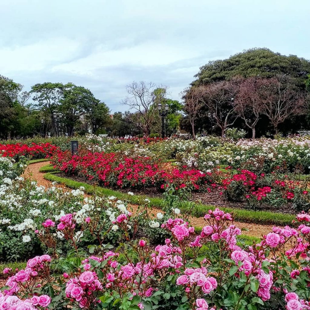 “Roses, roses, roses, I thank all the roses that #bloom in the #spring Love&hellip;