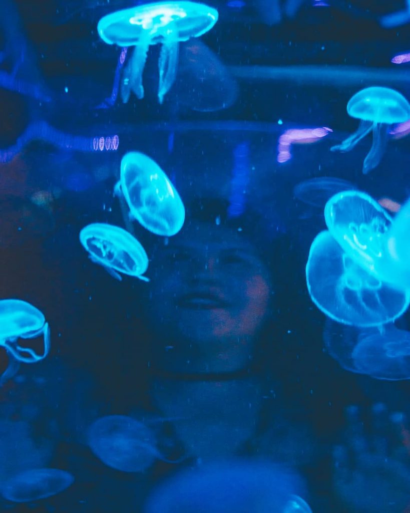 I can look at the jelly fish all day I might just buy some&hellip;