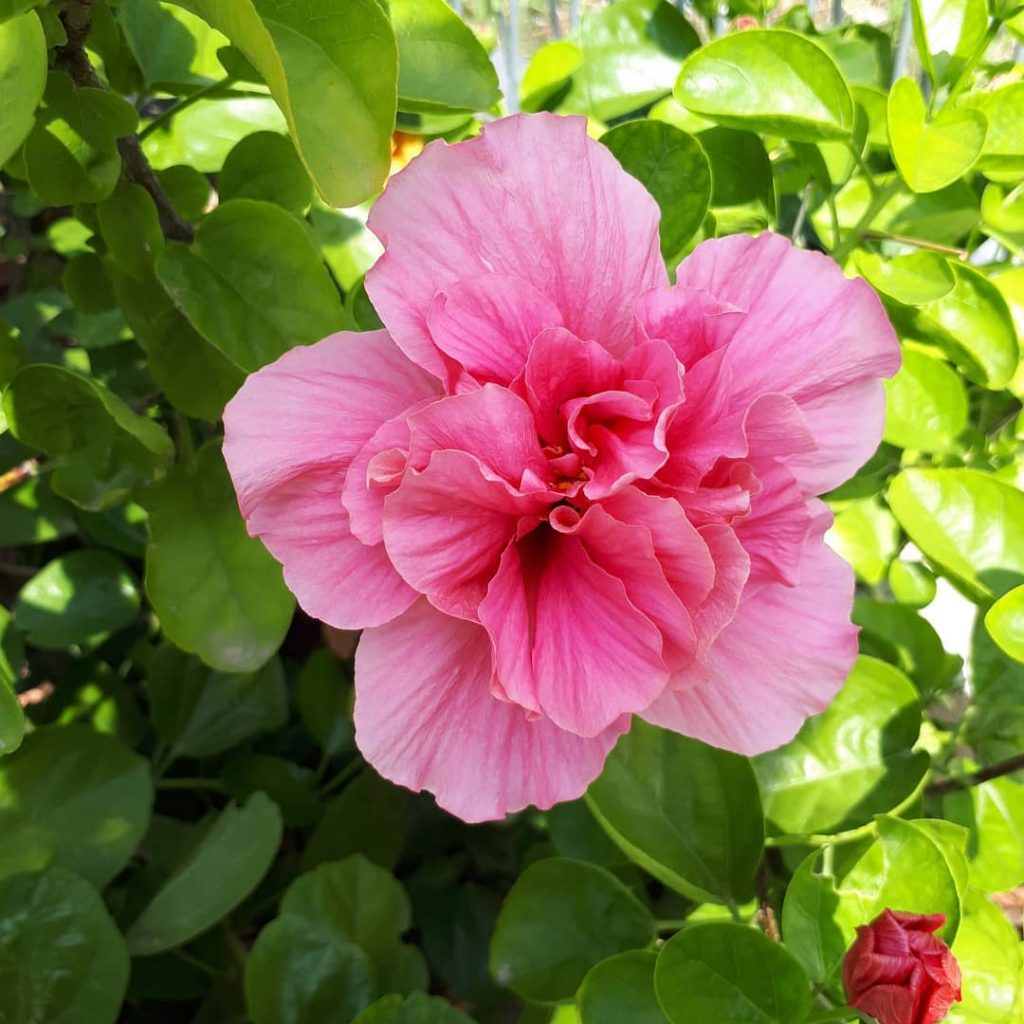 #khmer #flowers #nice #photography #bnesimppl #cambodia #morning #happy #color #cute #nicepic #new #tree #pink&hellip;