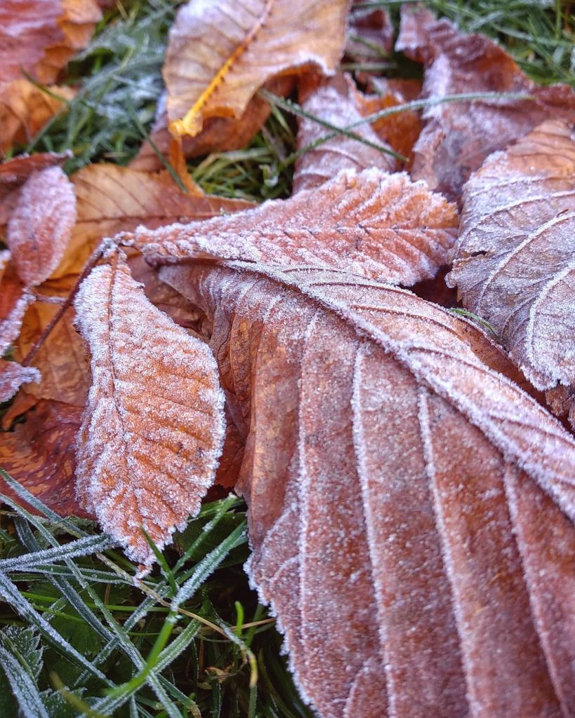 Frozen ️️️ . . . . . . . #naturephotography #nature #nature_shooters #naturelover #nature_perfection&hellip;
