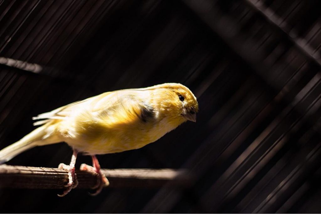 CZ: Zlatí ptáčci , co vám splní tři přání . — EN: Golden birds&hellip;