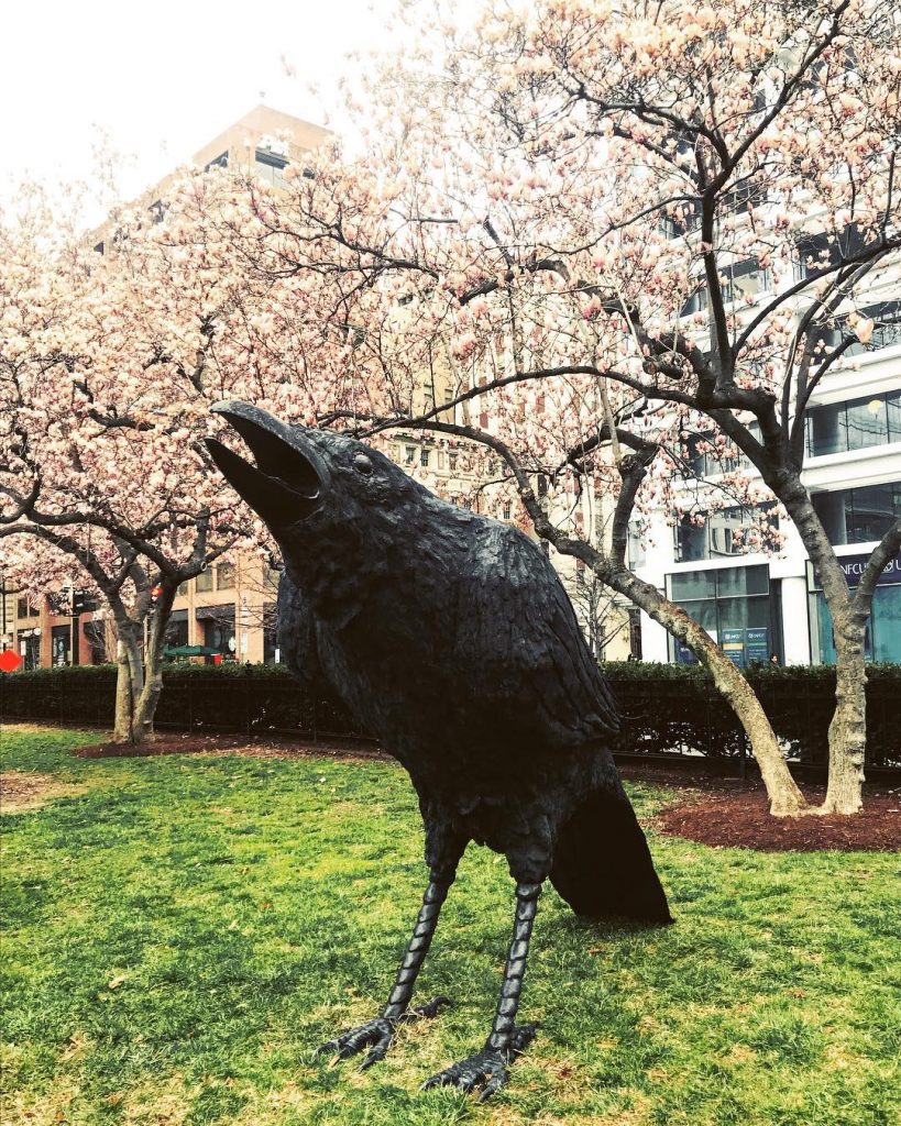 Hope you all have a spooktacular Halloween! This is a raven from one of&hellip;