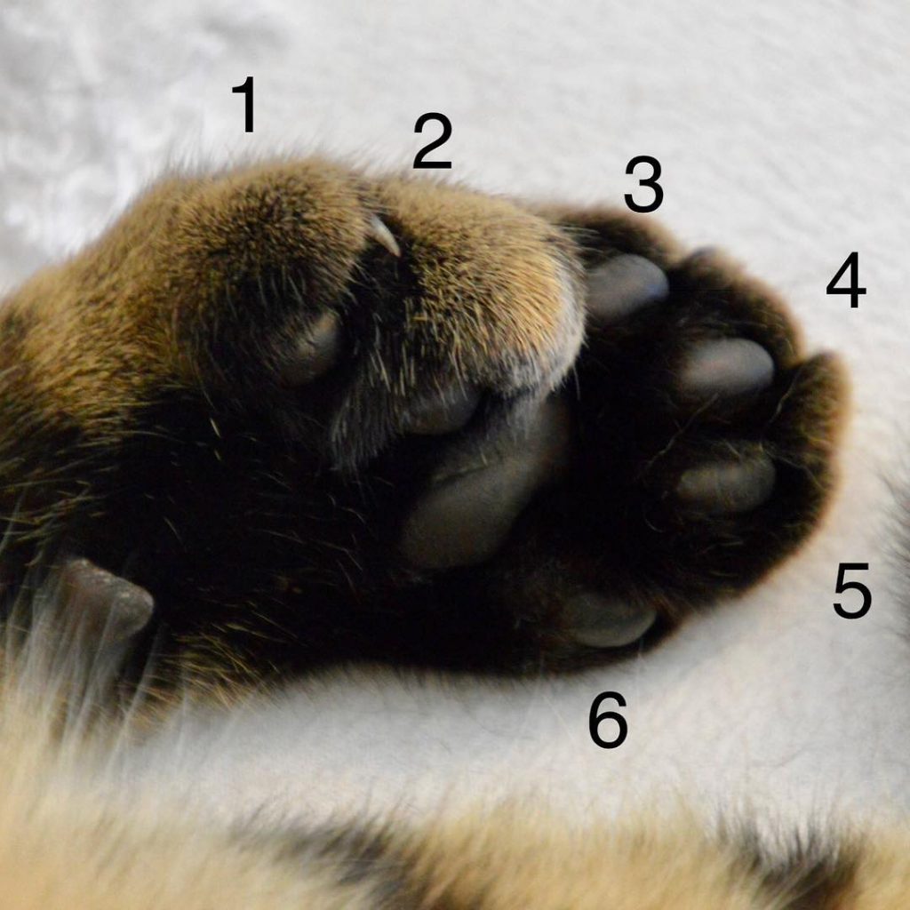 Famous Kitty Feet. #sixtoes #hemingwayhouse #catsofinstagram #travel #travelphotography #instatravel #tourism #travel gram #wanderlust #ilovetravel…