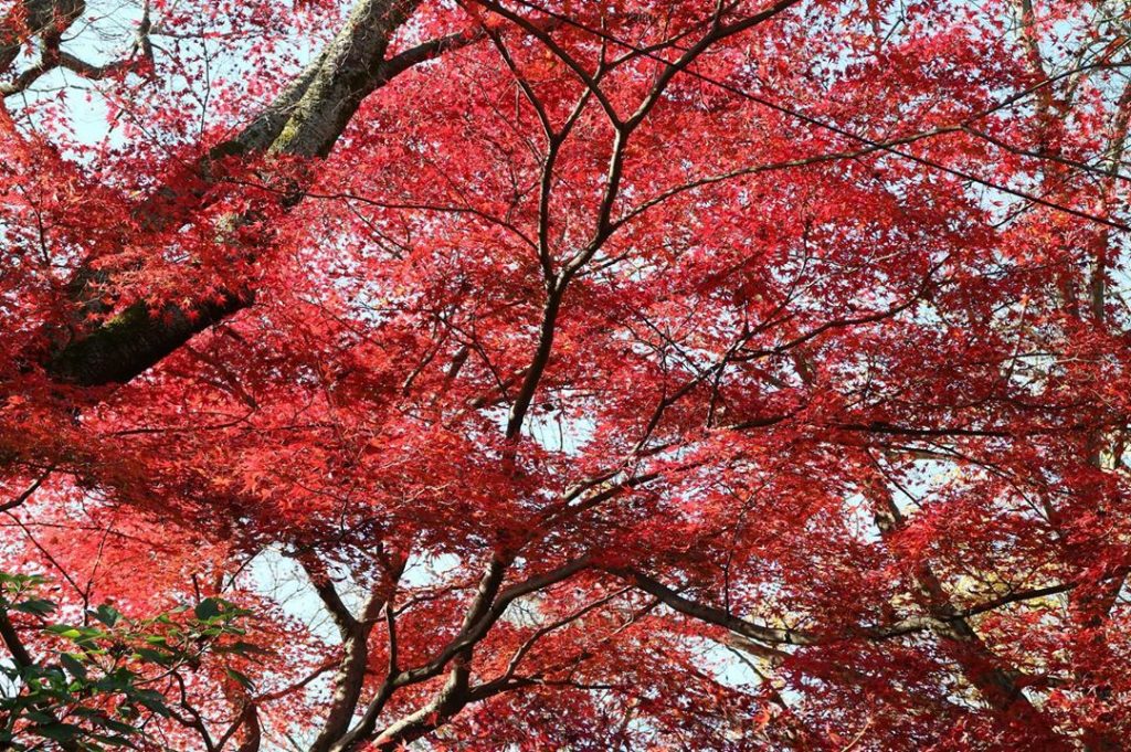 Fiery. #throwback #autumn #season #kyoto #japan #travel #travelgram #travelphotography #instapic #travel #wander #wanderlust #trip…