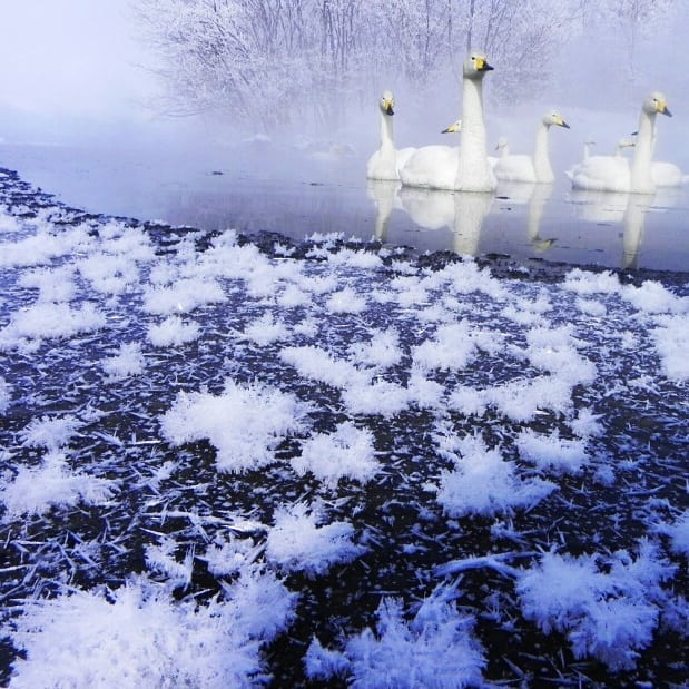 Have you ever seen the frosty snowy flowers? Be awed by the magical natural&hellip;