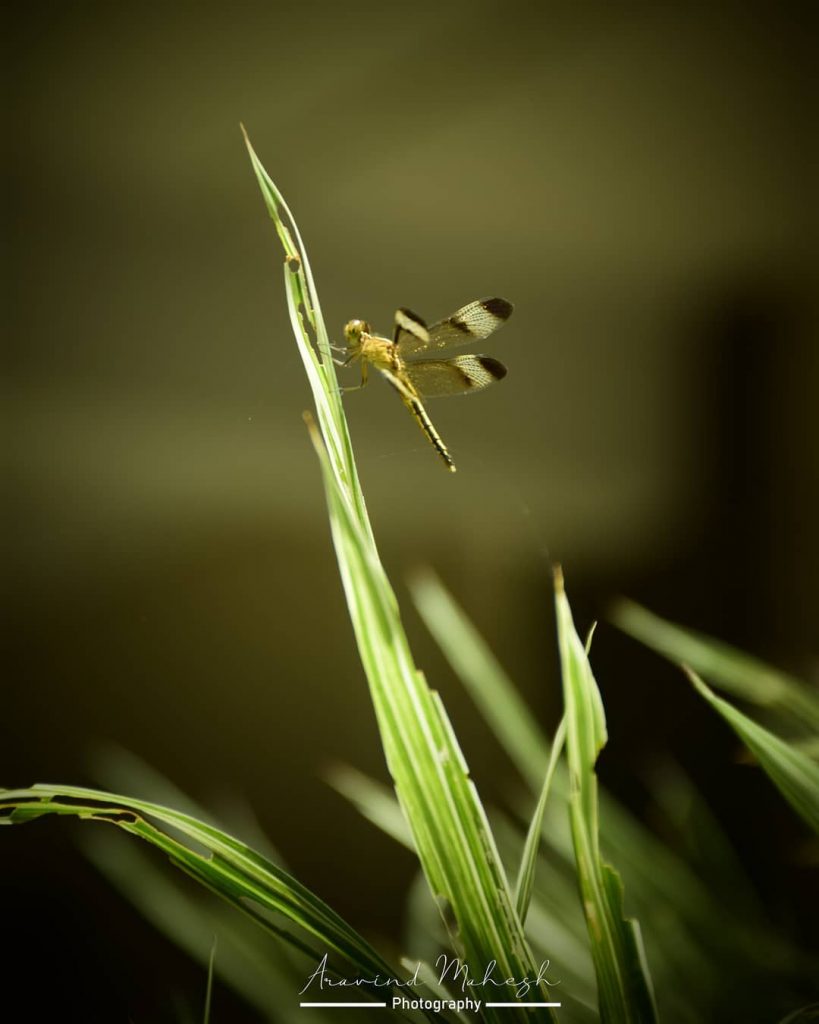 #dragonfly #toymode #nature #natureclick# #nikkography #lovephotography #igerskeralacommunity #bnesimppl #insta #instapic #picoftheday #likeforlive #likeforfollow #photographyishttam&hellip;