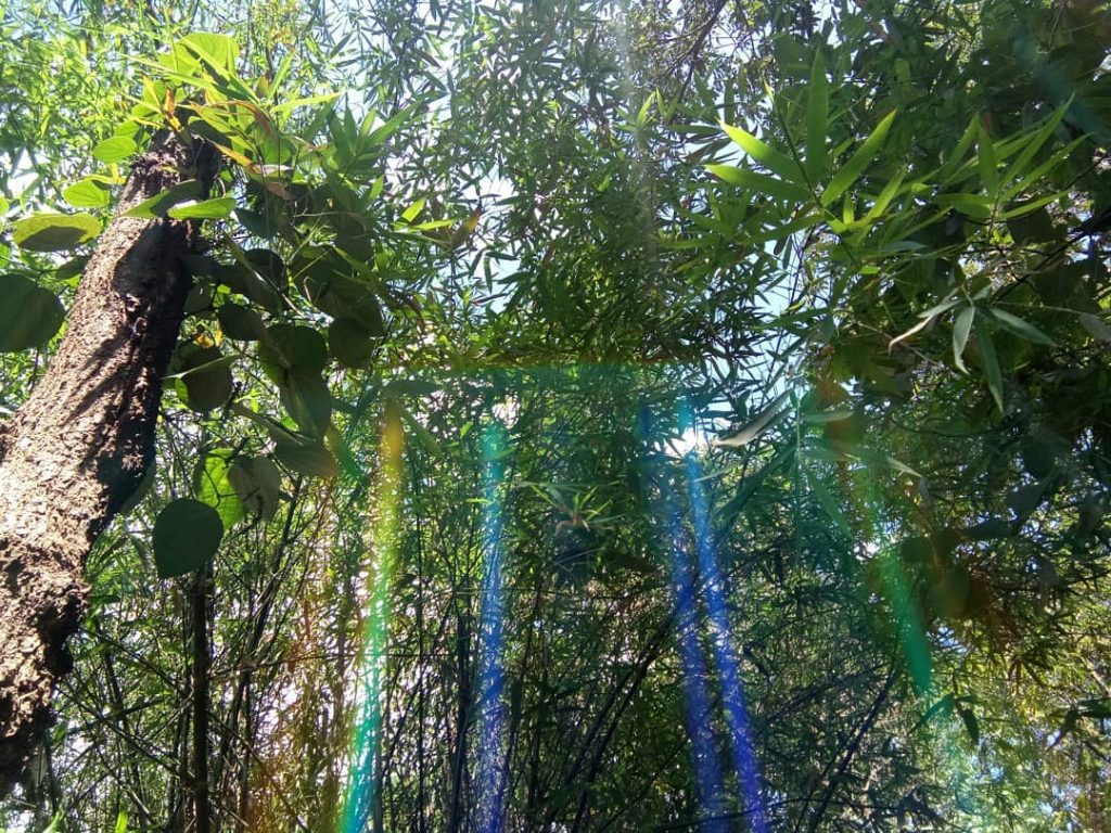 Haven’t seen a rainbow like this #rainbow #rainbow #nativeplace #naturelovers #naturephotography #rainbowinforest #mobilephotography #maharashtra_clickers&hellip;