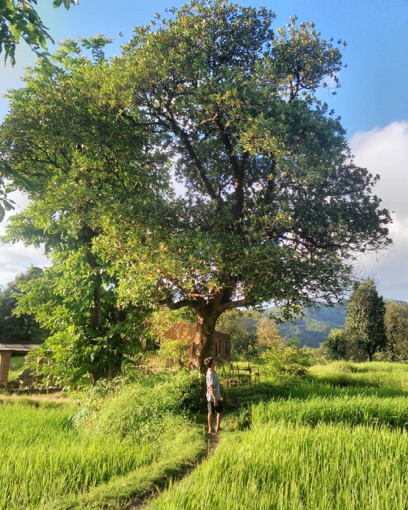 We always forget how beautiful and wonderful things are around us. #village #kankavali #konkan&hellip;