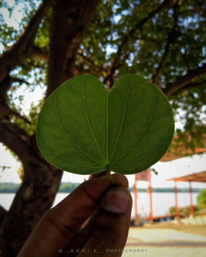 Nature will bear the closest inspection. She invites us to lay our eye level…