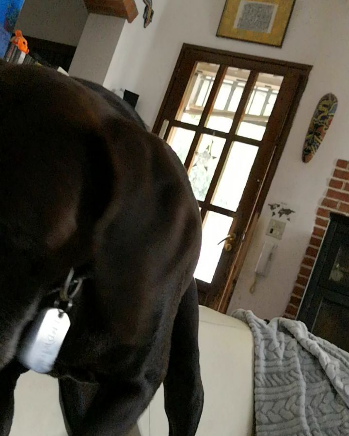 Potrebbe andare avanti all’infinito se non mi metto a giocare con lui! #love #lovepets&hellip;